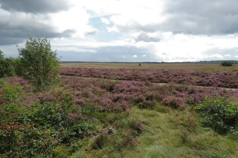 Bloeiende heide op de Ginkelse Heide bij Ede